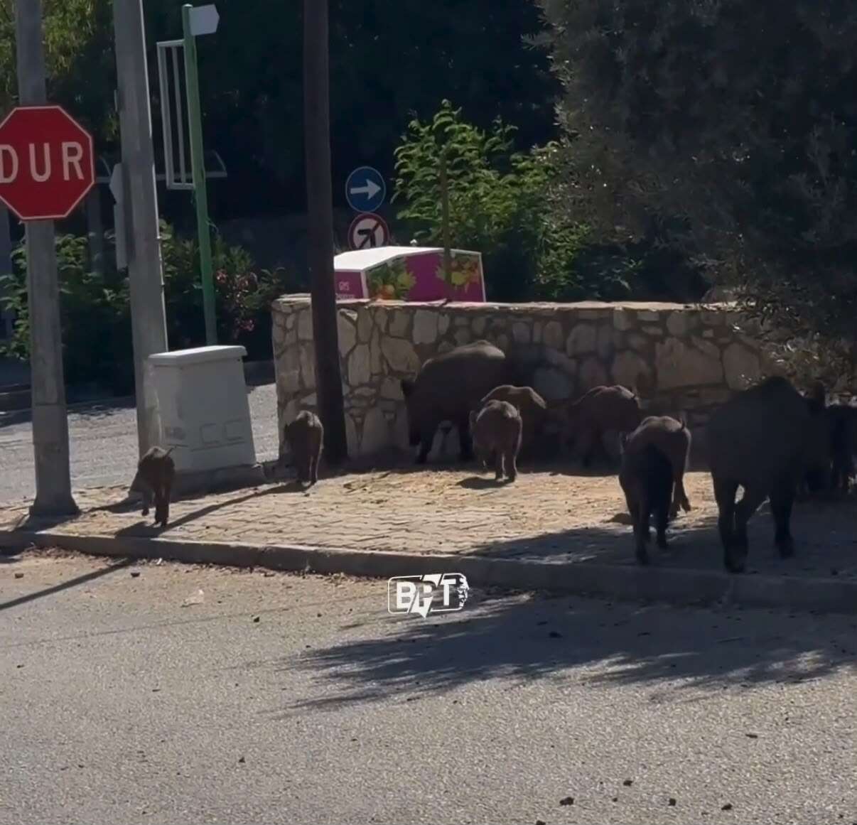 Bodrum’da Şehir Merkezinde Domuz Sürüsü Görüntülendi 3